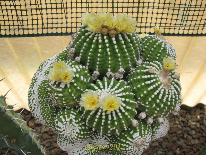 Notocactus scopa f. cristatus monstruosus 