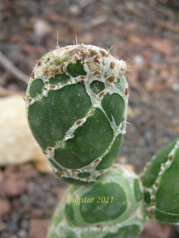 opuntia zebrina f. reticulata