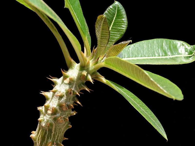 Pachypodium baronii 