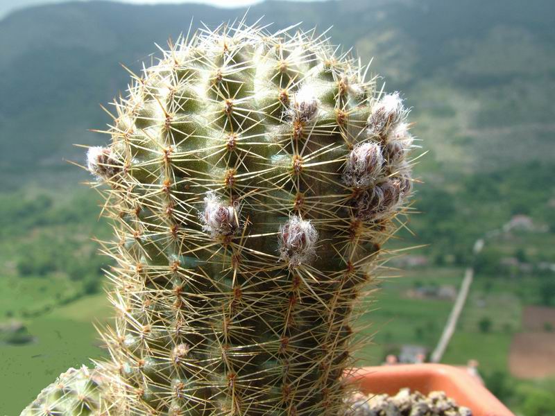 Rebutia haagei v. mudanensis R 689