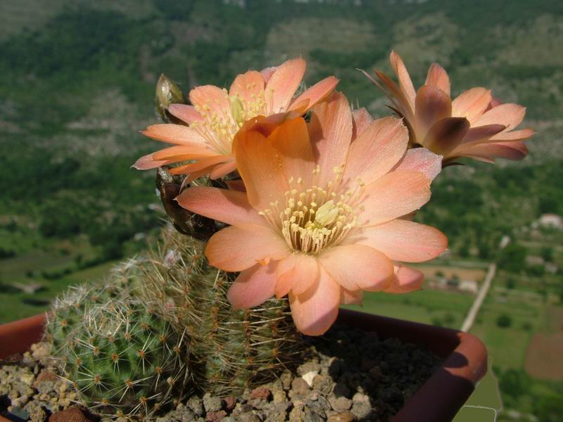 Rebutia haagei v. mudanensis R 689