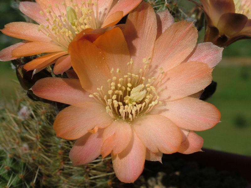 Rebutia haagei v. mudanensis R 689