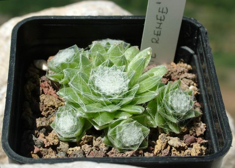 sempervivum cv. petit reneè