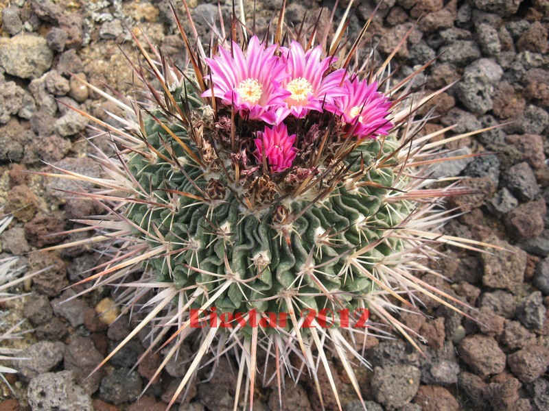 Stenocactus  