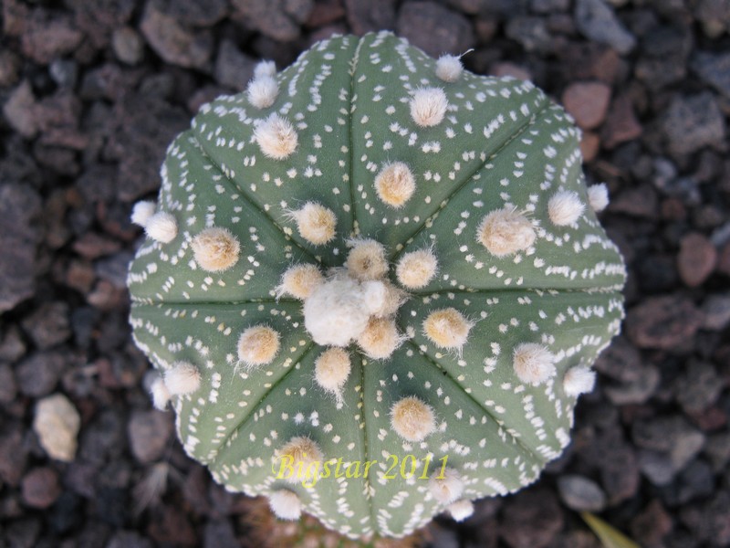 Astrophytum asterias cv. super kabuto star shape 