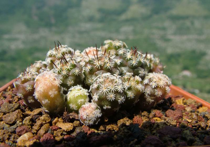 turbinicarpus gracilis