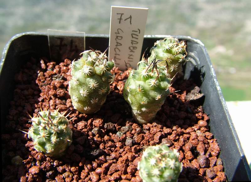 Turbinicarpus gracilis 