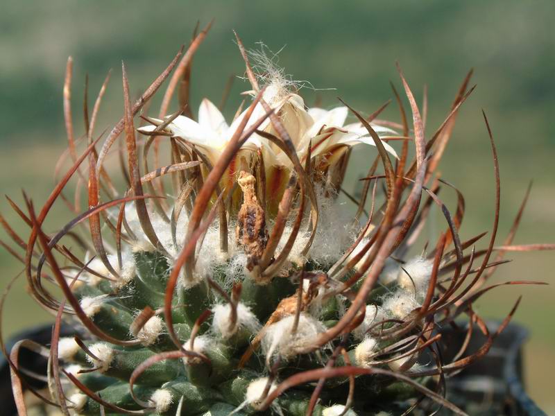 Turbinicarpus gracilis PAN 42