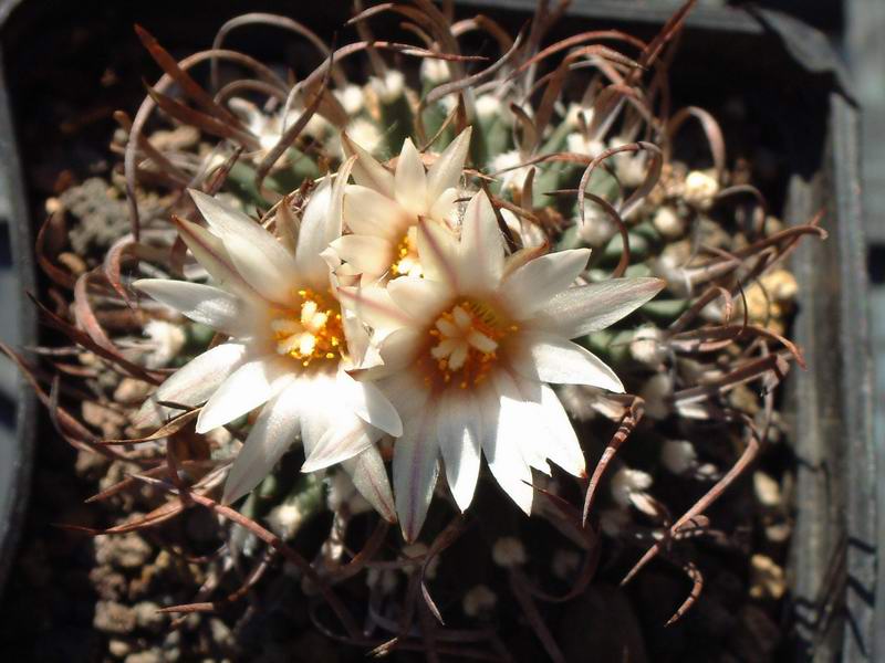 Turbinicarpus gracilis PAN 42