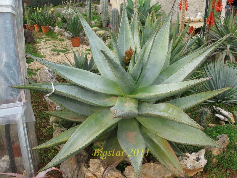 Aloe marlothii 