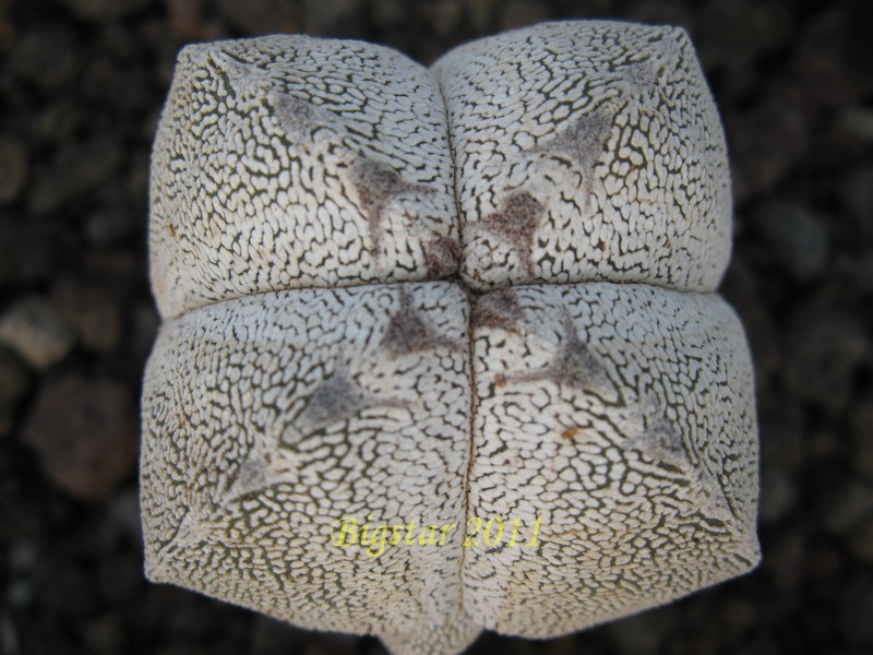 Astrophytum myriostigma f. quadricostatum cv. onzuka 
