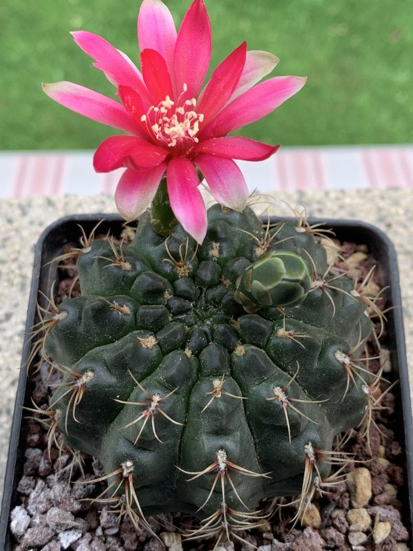 Gymnocalycium baldianum 