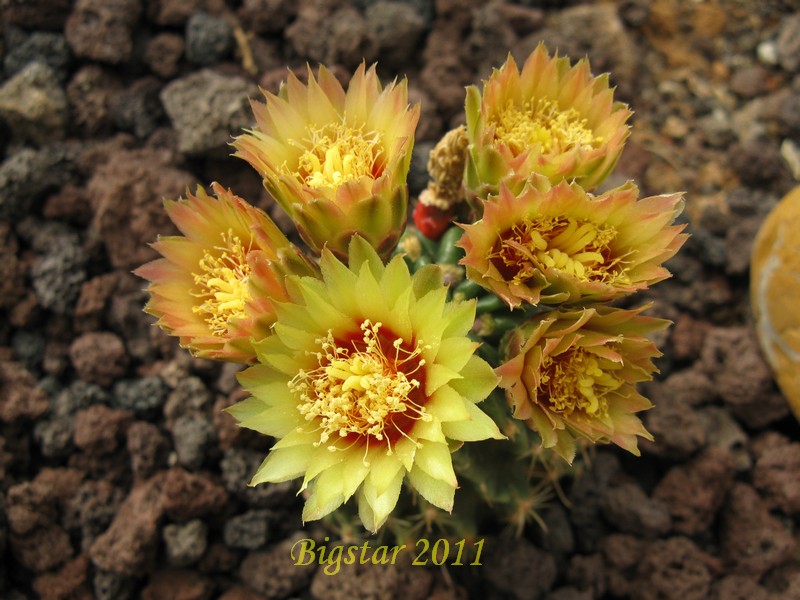 Ferocactus  