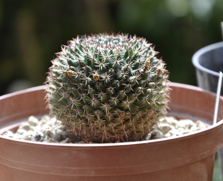 Mammillaria arroyensis 