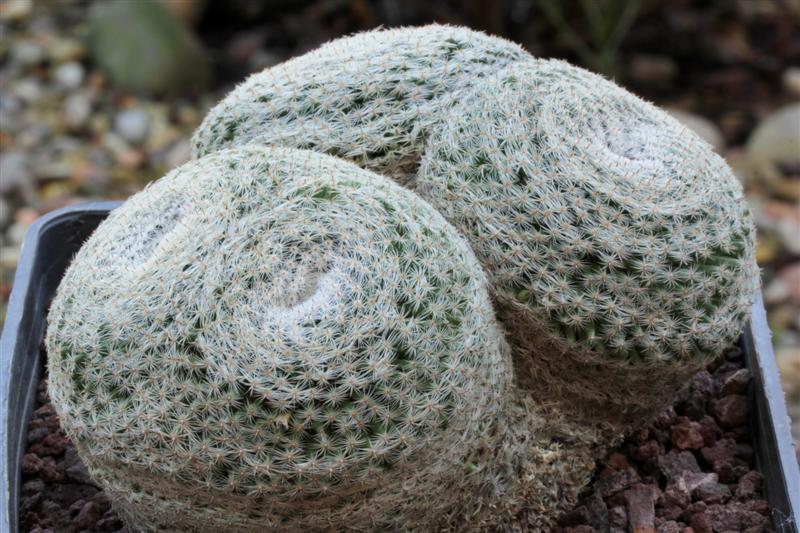 Mammillaria formosa ssp. microthele 