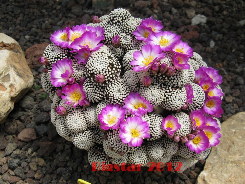 Mammillaria luethyi 