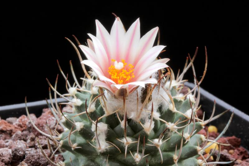 Turbinicarpus bonatzii 