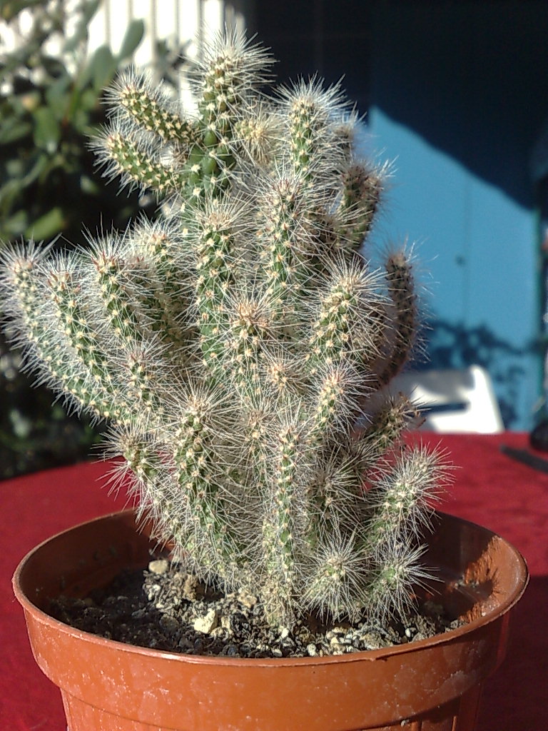 Opuntia?????  