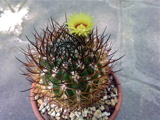 Pyrrhocactus bulbocalyx 