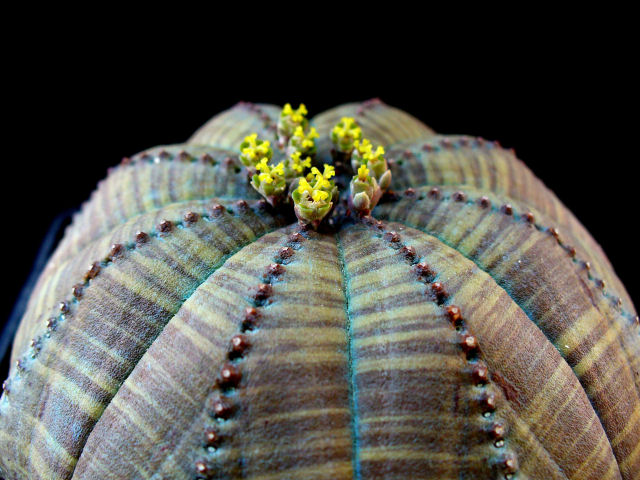 Euphorbia obesa 