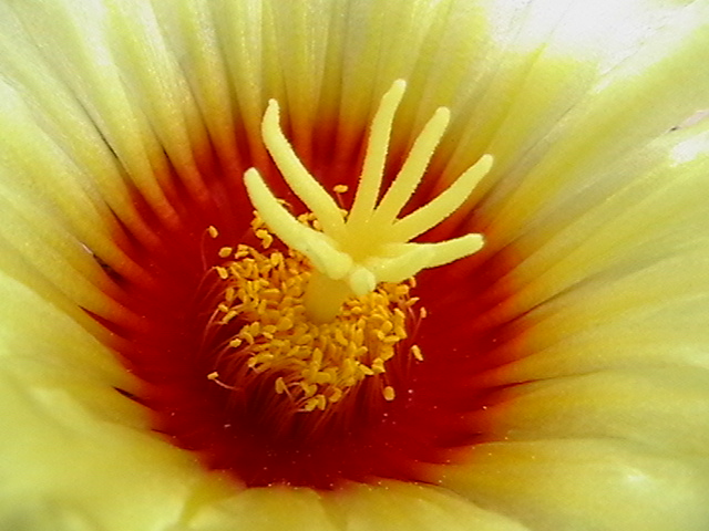 Astrophytum capricorne v. senile 