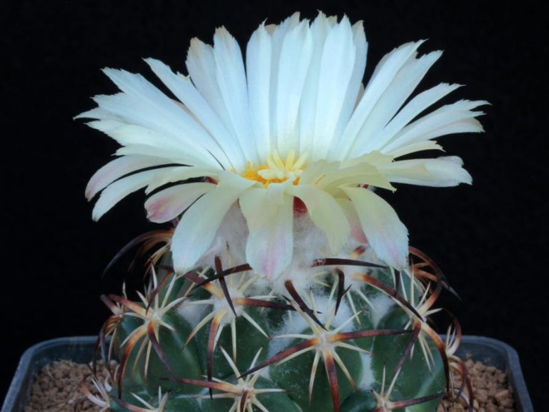 Coryphantha tripugionacantha 