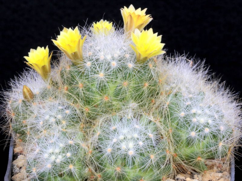 Mammillaria baumii 