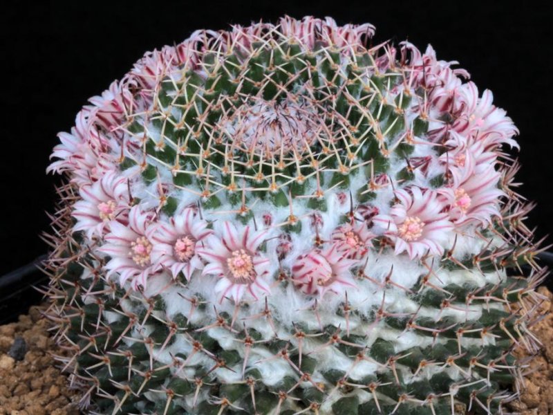 Mammillaria eumorpha REPP 2264