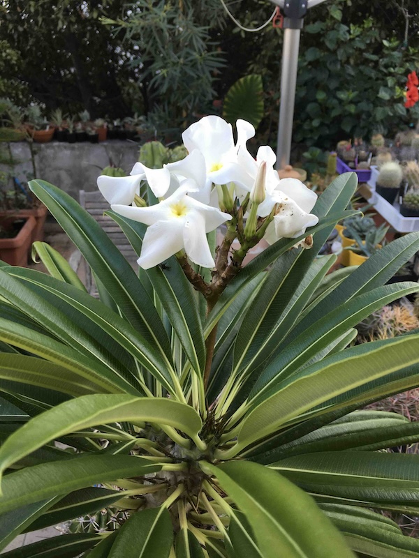 Pachypodium lamerei 