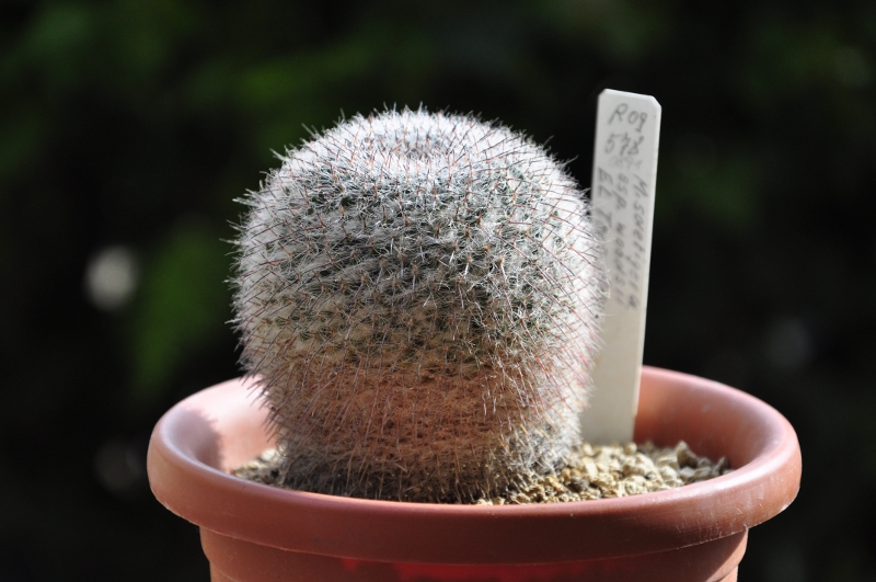 Mammillaria saetigera ssp. woodsii ROG 578