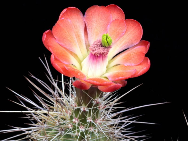 Echinocereus coccineus SB 450