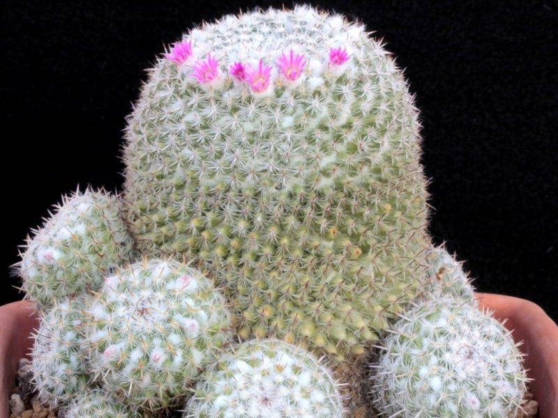 Mammillaria hahniana v. werdermanniana 