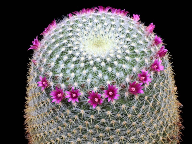 Mammillaria muehlenpfordtii 