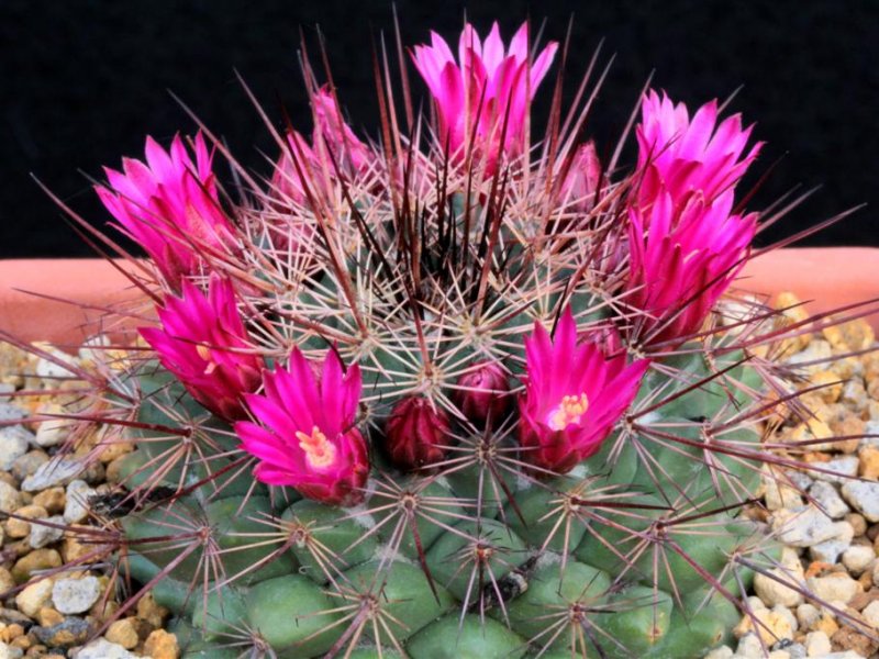 Mammillaria sonorensis SB 706