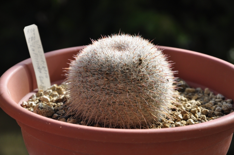 Mammillaria saetigera ssp. woodsii ROG 580