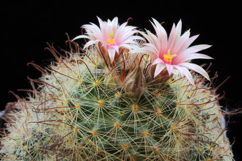 Mammillaria barbata 