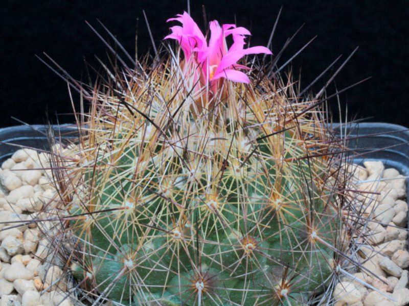 Coryphantha magentae 