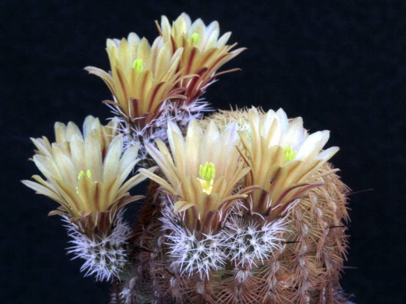 Echinocereus  chloranthus 