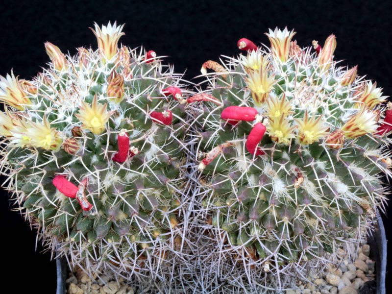 Mammillaria karwinskiana ssp. nejapensis 