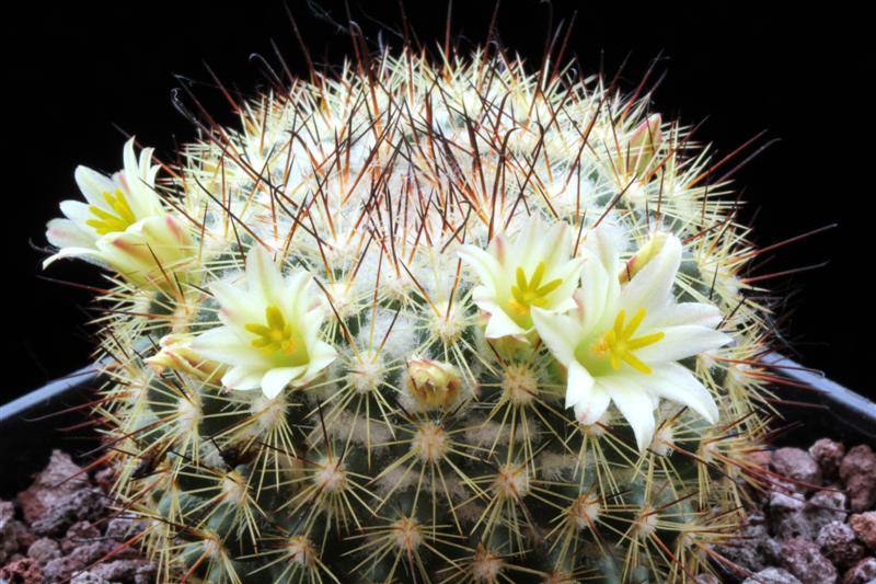 Mammillaria neopalmeri L 007