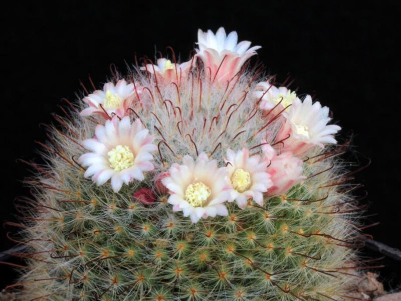 Mammillaria seideliana 