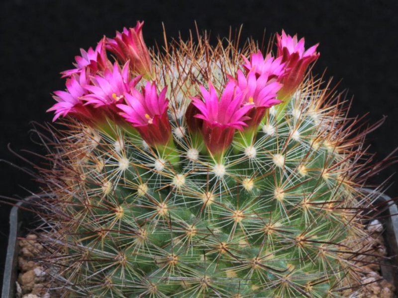 Mammillaria albrechtiana 