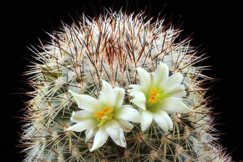 Mammillaria neopalmeri 