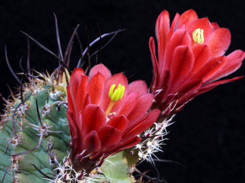 Echinocereus mojavensis 