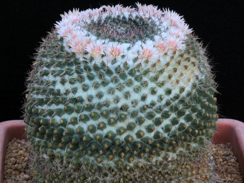 Mammillaria chionocephala 