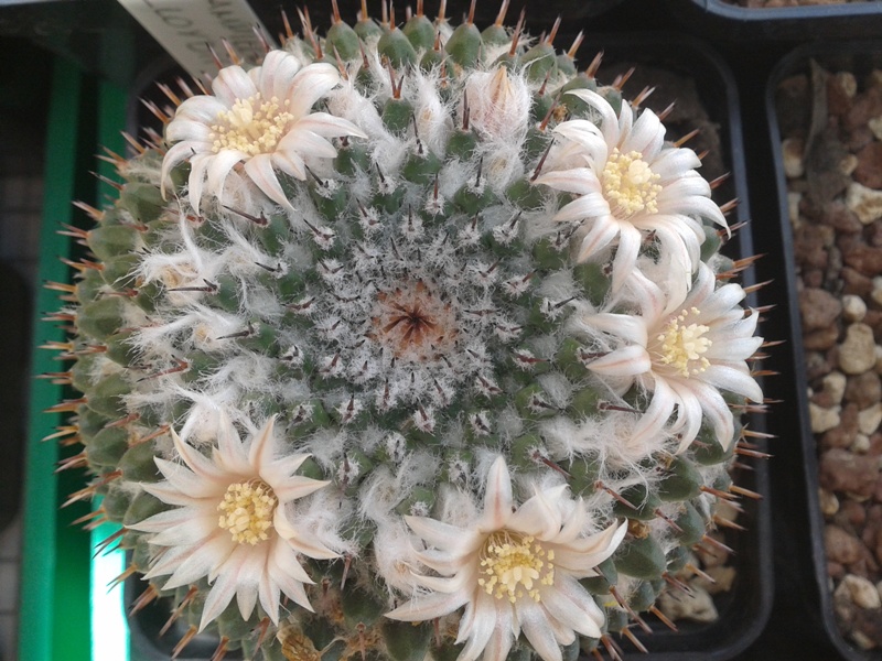 Mammillaria lloydii 