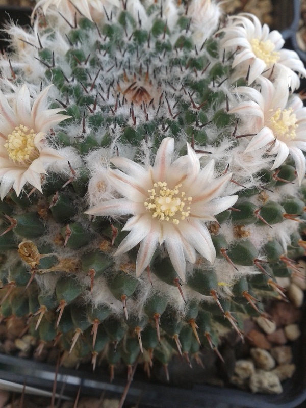 Mammillaria lloydii 