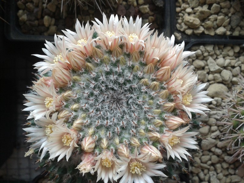 Mammillaria lloydii 