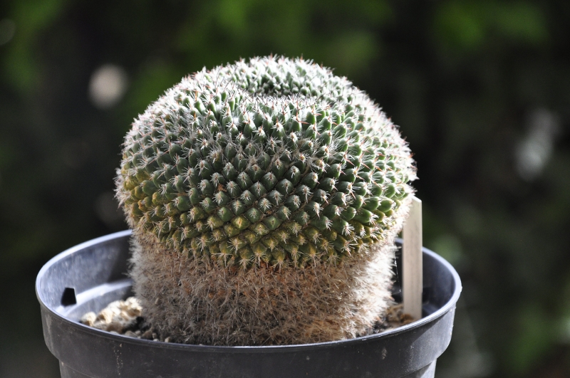 Mammillaria infernillensis ROG 561