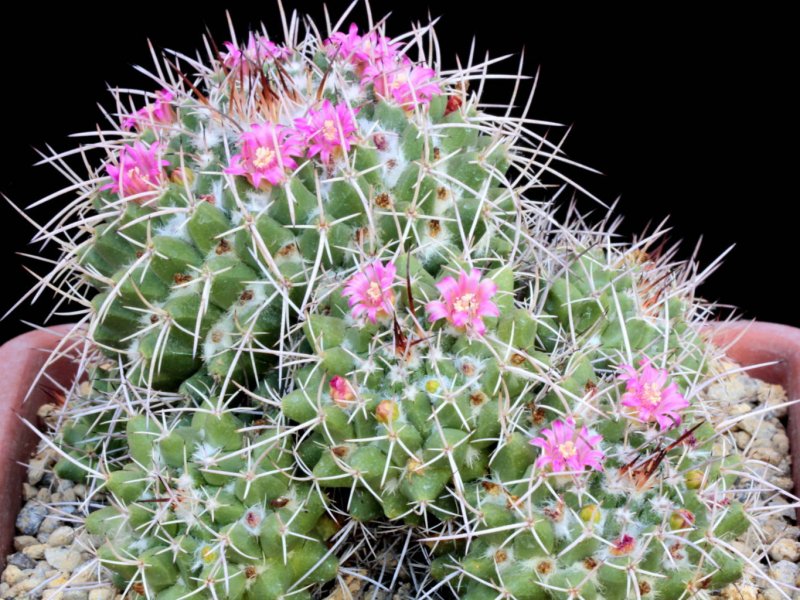 Mammillaria compressa ssp. centralifera BZ 27